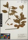 Foto von Salix hookeriana Barratt ex Hook.